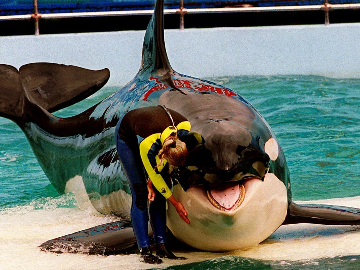 Tokitae, the oldest orca in captivity, has path to freedom after 50 years | US news | The Guardian