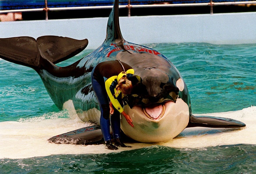 An orca beaches herself on a white platform in a pool at the Miami Seaquarium as a trainer in a neoprene suit stands next to her, petting her chin.