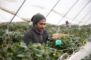 Filipe Tomas Da Costa Freitas working at Mountford Berries in Longford, Tasmania