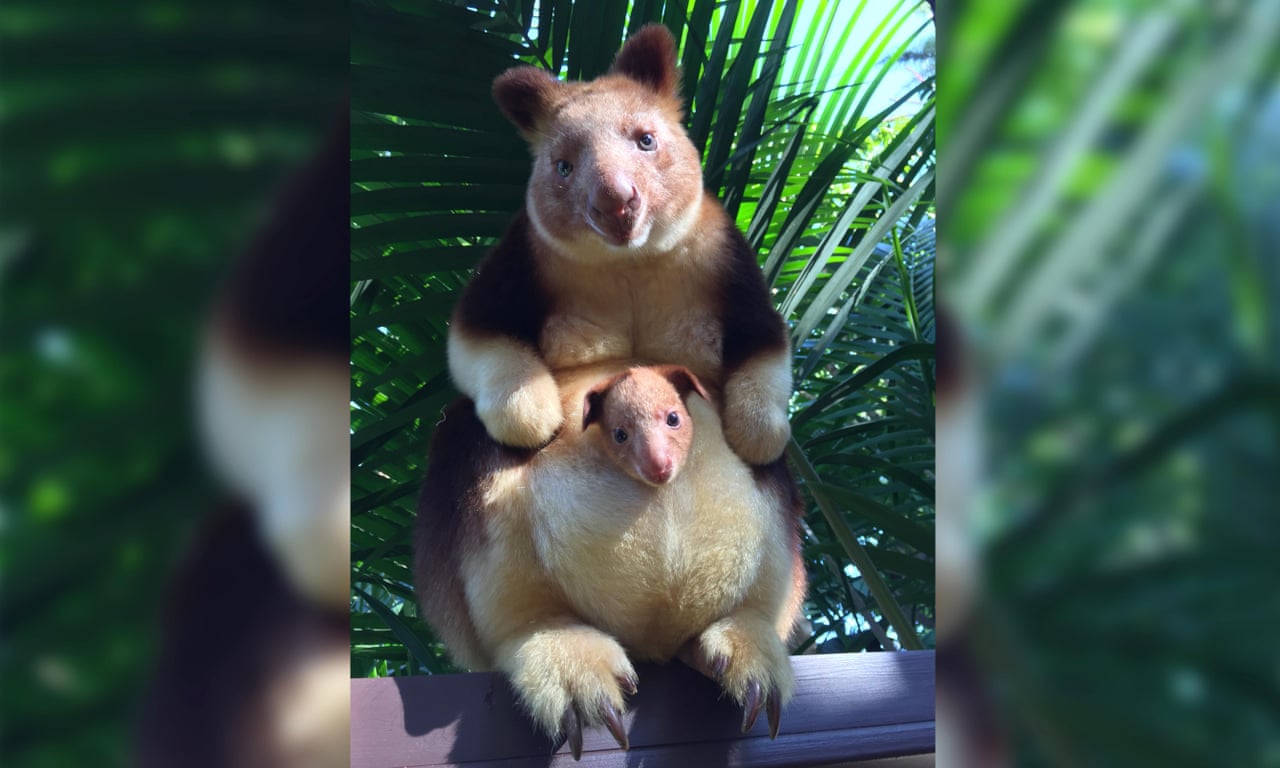 Tree Kangaroo Cute tree-kangaroo-cute