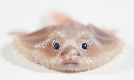 Deep-sea batfish