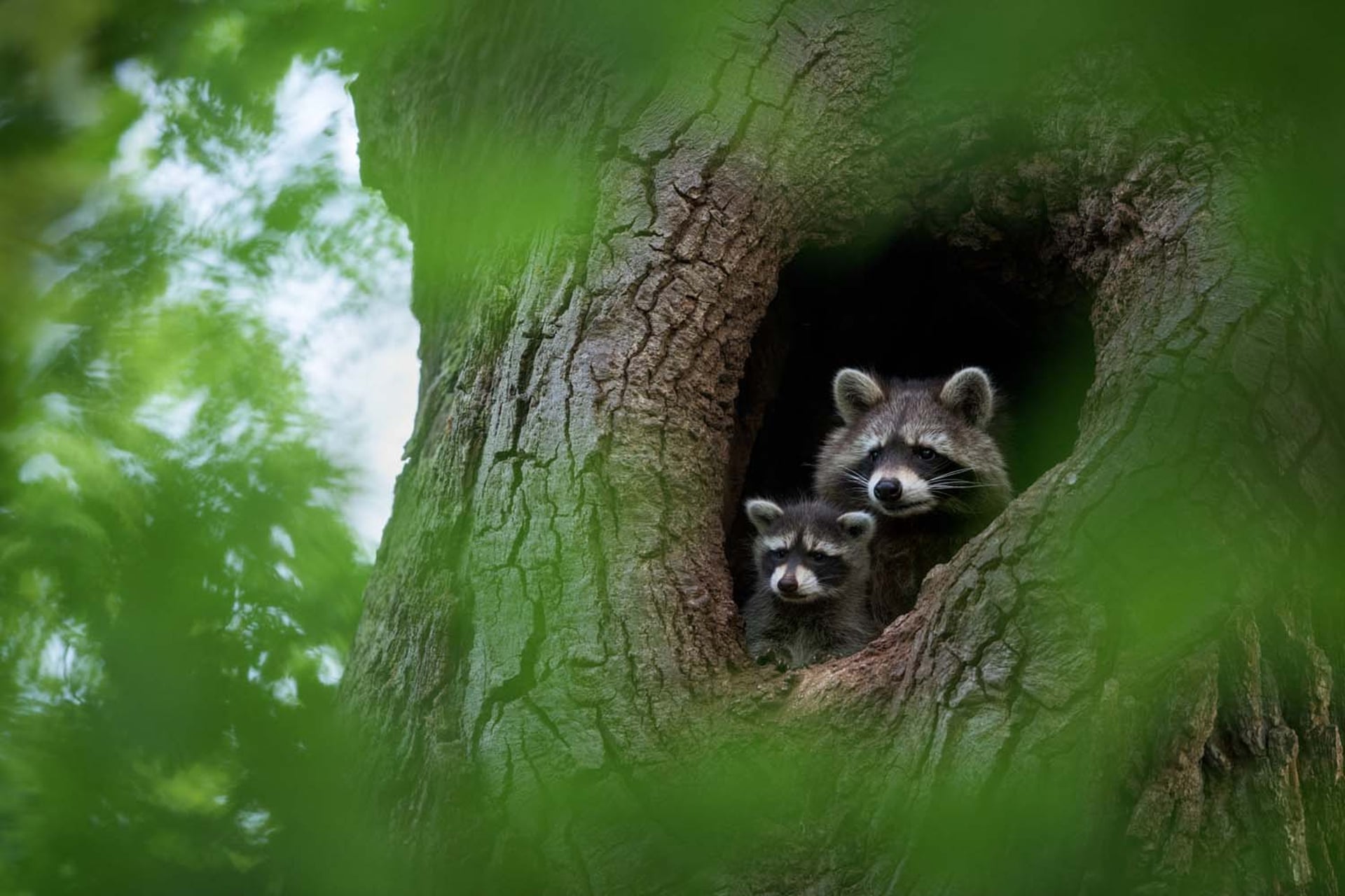 "Raccoon Family", photo by Dominik Janoschka. 2021 GDT Nature