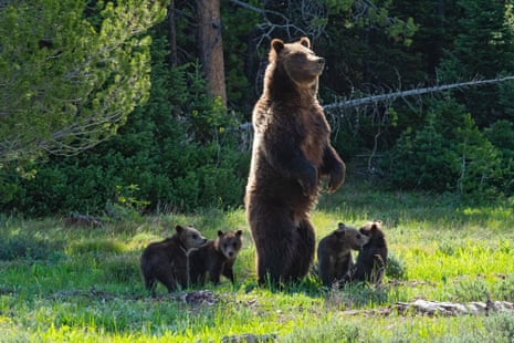 Grizzly 399 stands to get a better look at the growing crowd of bear watchers while her four cubs play.