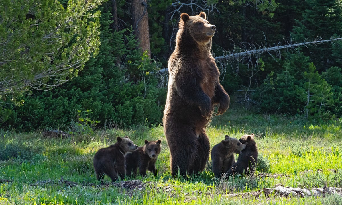She Still Lives Famed Yellowstone Bear Emerges From Winter