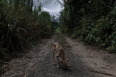A skinny dog sniffs at something on a track through what looks like sugar-cane fields 