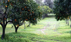 How Italy S Oranges Are Linked To A Modern Day Story Of