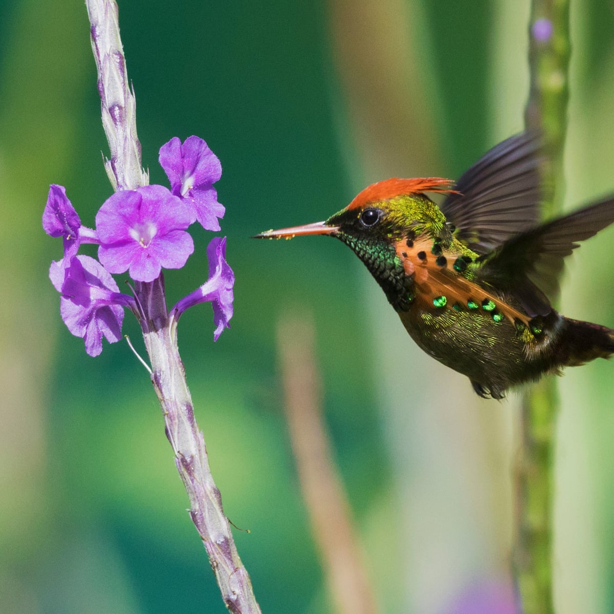 An ashram for the hummingbird': the Trinidad haven for world's ...