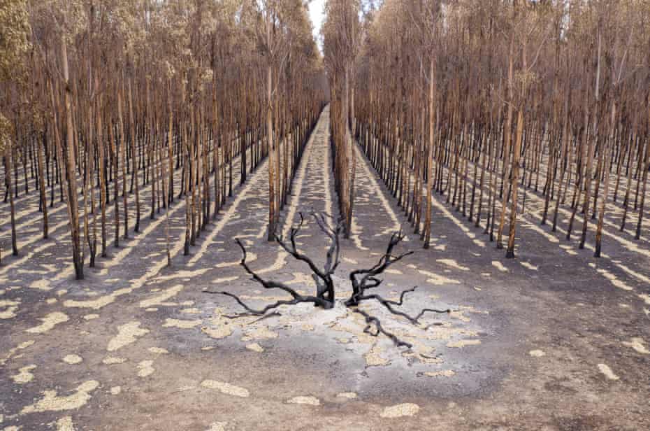 Aerial view from a drone of the burnt out areas of the Kangaroo Island, Australia.