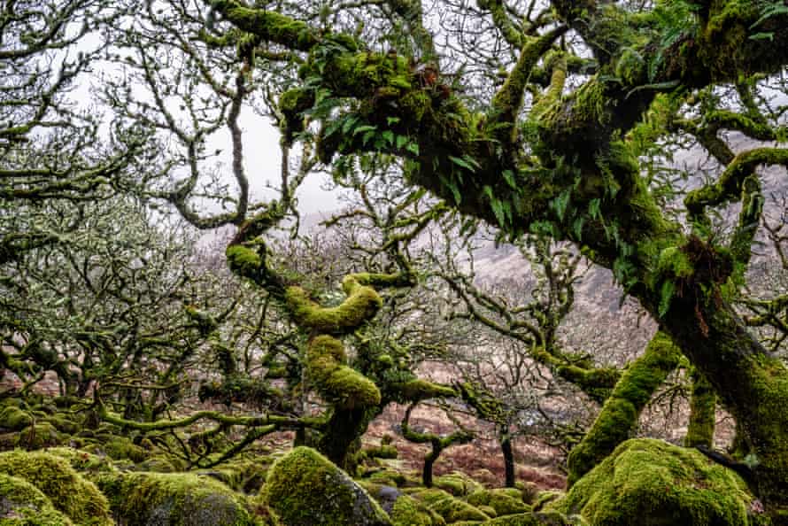 Wistman's Wood, Dartmoor, UK, in January 2020.