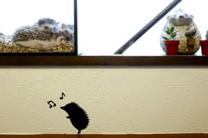 Hedgehogs in a glass enclosure at the Harry hedgehog cafe in Tokyo, Japan. The prickly mammals have long been sold in Japan as pets. The cafe’s name, Harry, alludes to the Japanese word for hedgehog, harinezumi