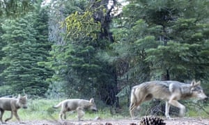Members of the Lassen wolf pack captured by a remote camera in 2017.