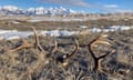 An image of shed antlers lying in dry grass