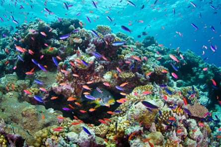 The shallows around the southern rim of Osprey Reef in the Coral Sea