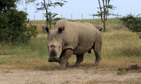 Sudan, the last male northern white rhino in Ol Pejeta conservancy, Kenya, died on 20 March. 