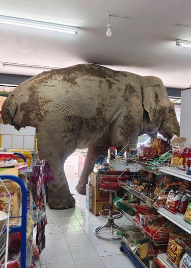 Bulk order … a male elephant named Plai Biang Lek gets stuck in to the sweet rice crackers at a shop in Nakhon Ratchasima province, Thailand