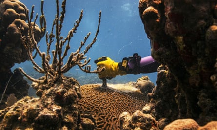 Research technician Danielle Lasseigne cuts a Pseudodiploria strigosa coral with a steel chisel