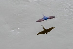 A chimney swallow flies over the Elbe in Magdeburg, Germany
