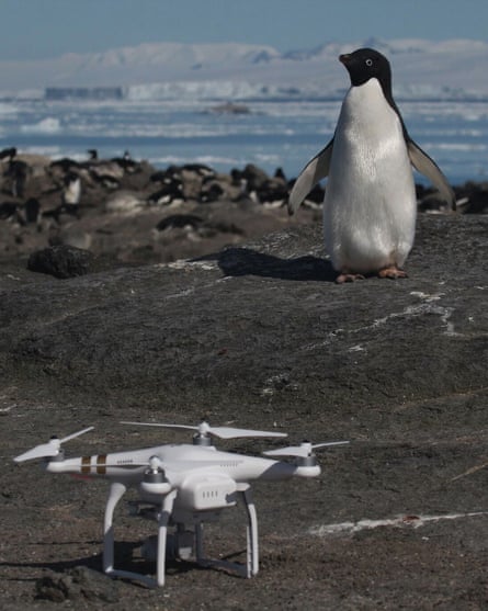 Penguin and drone on Danger Islands
