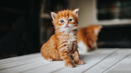 A ginger kitten