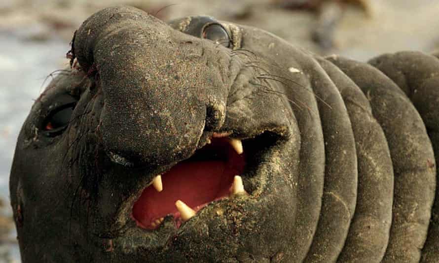 An elephant seal growls as it looks at Britain's Prince Charles during a visit to Sea Lion Island off the coast of The Falkland Islands