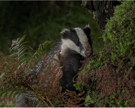 A badger peering out from behind some ferns.