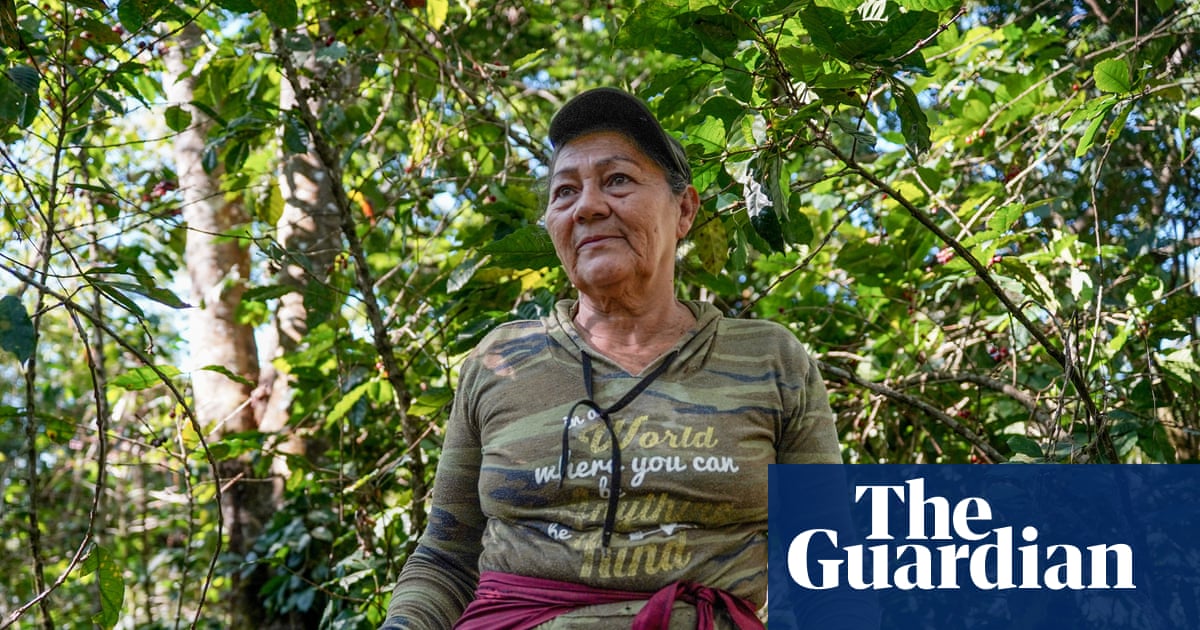 ‘Everyone feels like they are being scammed’: can Central America’s small coffee growers survive as global prices fall?
