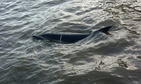The dolphin in the Thames