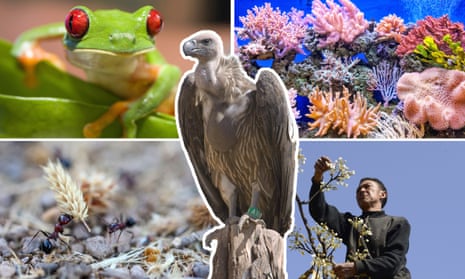 Composite of a frog rom Panama, a close-up of coral in the sea, a farmer hand-pollinating pear trees in China, ants and an Indian white-rumped vulture.