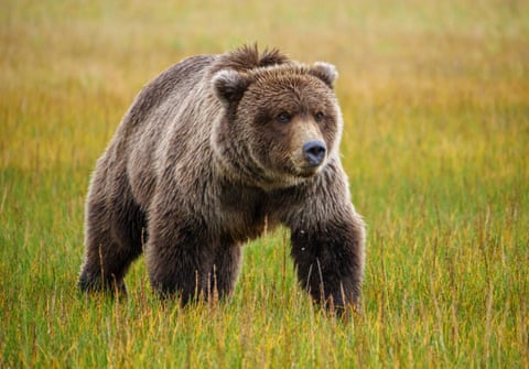 ‘It was complete pandemonium’: the towns grappling with bear attacks ...