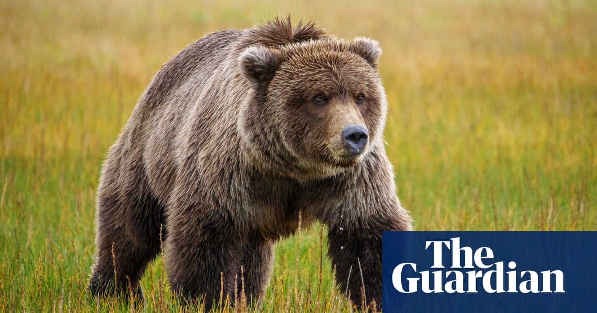 It was complete pandemonium': the towns grappling with bear attacks |  Wildlife | The Guardian
