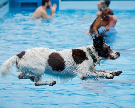A dog jumps into the pool