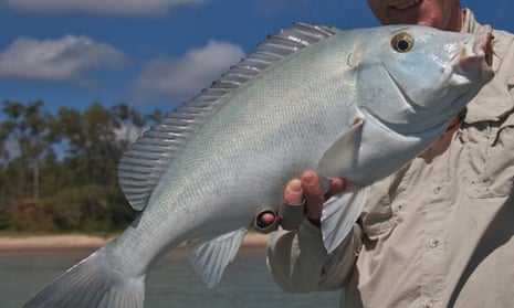 Blue bastard fish