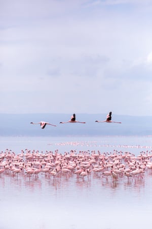 Lesser Flamingos on Lake Elementaita, Kenya