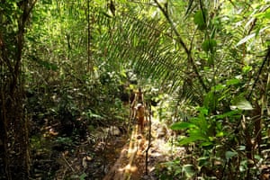 Ba'aka children in the forest