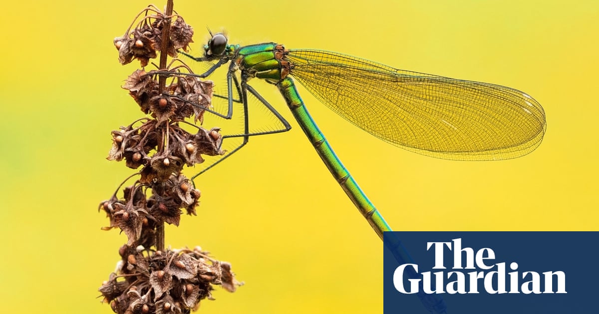 Guardian Insect Insect Week photography awards – in pictures | Environment | The Guardian