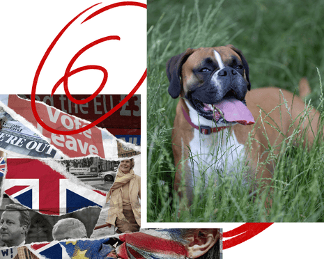 A Brexit composite image and Dusty the boxer with her tongue out stand among tall grass.