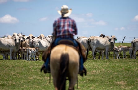 a person on a horse facing cows