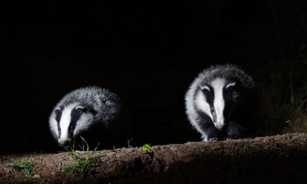 Badgers emerge from a set, Warwickshire.