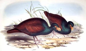 Nineteenth Century illustration of manumea or little dodo by John Gould.