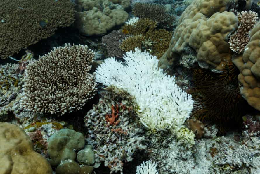 Close up of coral bleaching patch.
