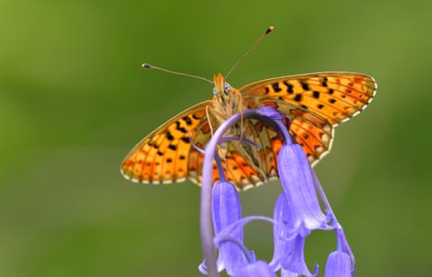 Uma borboleta-fritilária-de-bordas-peroladas. Muitas espécies de borboletas do Reino Unido estão desaparecendo devido à perda de habitat, poluição e mudanças climáticas, de acordo com 50 anos de dados do Esquema de Monitoramento de Borboletas do Reino Unido (UKBMS). Desde 1976, o projeto de ciência cidadã, líder mundial, reuniu mais de 44 milhões de registros em um conjunto de dados que indica como as borboletas do país estão se saindo. ADICIONAR LINK