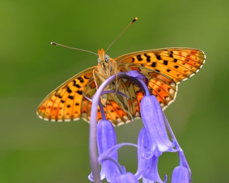 Butterfly in flight