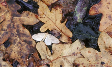 Winter moth and oak leaves