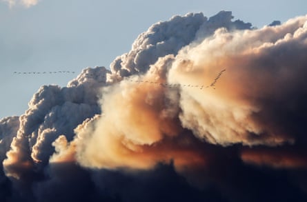 When it comes to the effect of wildfire smoke on birds, ‘there is still a lot we don’t know’, says scientist Rodney Siegel.