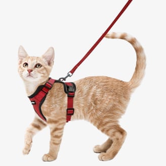 ‘the leash is his best friend’: how (and why) i walk my cat outside like a dog | cats 1000