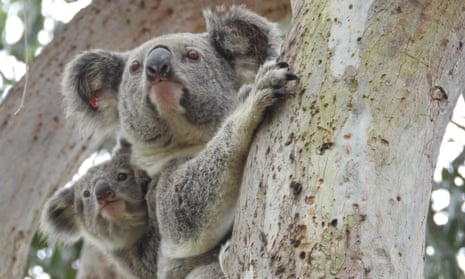 Zozo the Koala Bear & Cub, 10 in