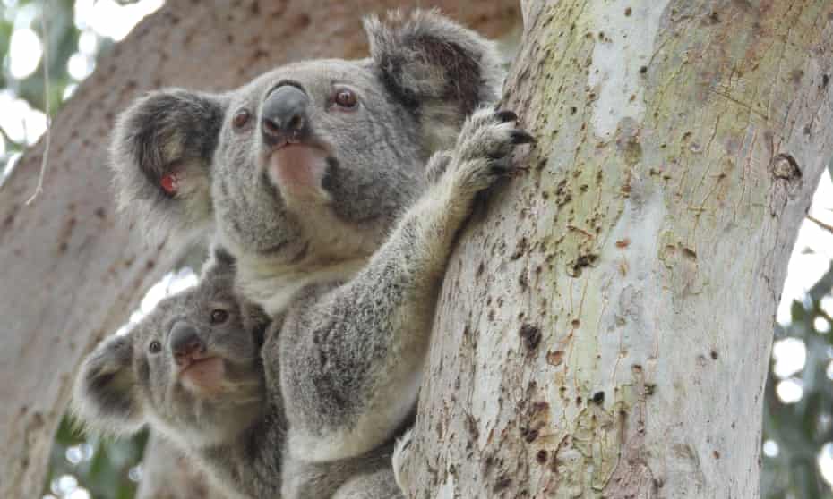 File photo of koala joey with his mother