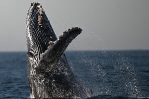 Uma baleia jubarte salta para fora da água