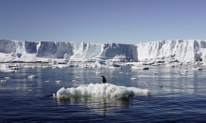 An Adelie penguin standing on a block of melting ice in East Antarctica.