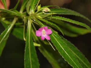 Impatiens subfalcata. Only about 30 individuals of this species were discovered
